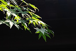树叶,叶子,绿叶