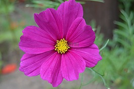 onętki,宇宙,波斯菊