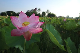 花,莲花,莲花颜色