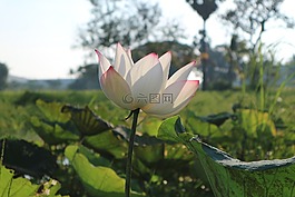 花,莲花,莲花颜色