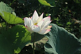 花,莲花,莲花颜色