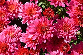 粉红色的花,关闭了,春