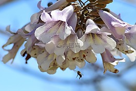 蜜蜂,自然,蜂蜜