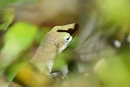 蜥蜴,爬行动物,绿色