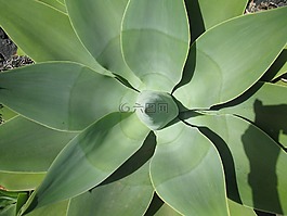 龙舌兰,植物,关闭