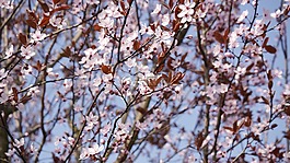杏,紫叶李,粉红色