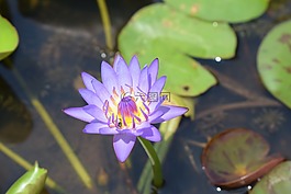 鲜花,特写,雏菊