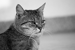 猫,汤姆猫,满意