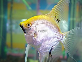 鱼,银,黄色