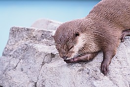 水獭,川獺,动物