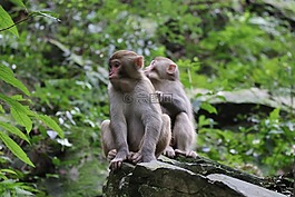 猴子,森林,母亲