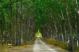 杨树,森林,路径