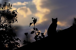 猫,天台,屋顶