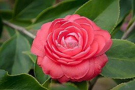 茶花,绽放,植物