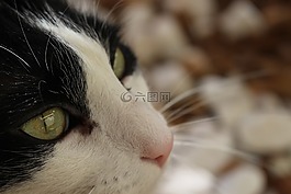 猫,汤姆,永不放弃