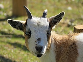 山羊,农场,农场动物