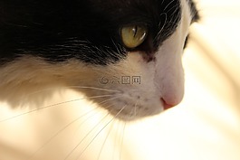 汤姆,狩猎,猫