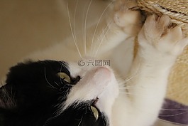 汤姆,arranhador,猫