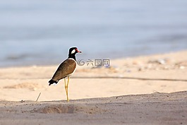 克拉แŧแtgแwgd,沙滩,海