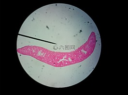 植物,显微镜,科学