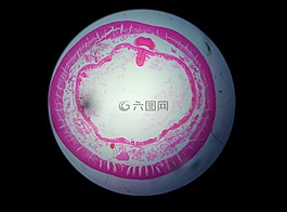 植物,显微镜,科学