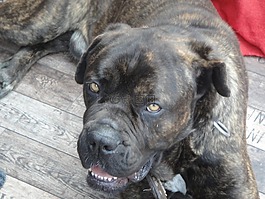 canecorso,警卫犬,狗