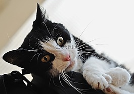 猫,猫科动物,动物