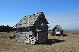 鸡,coop,农场