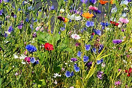 鲜花,blütenmeer,盛开