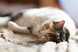 猫,猫科动物,动物