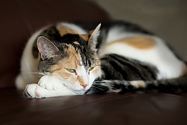 猫,猫科动物,动物