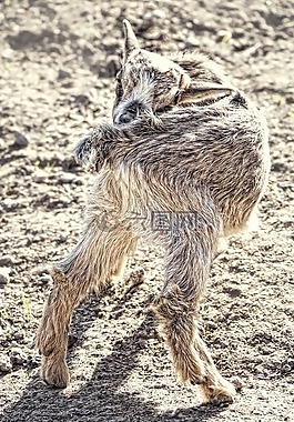 小山羊,小动物,不稳固