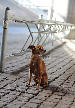 狗,自行车架,犬
