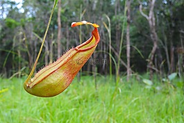 高棉,柬埔寨,寂寞的花