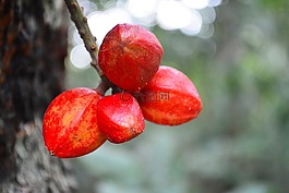 高棉,柬埔寨,寂寞的花