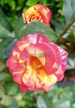 玫瑰,双色,花