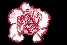 香石竹,花,开花