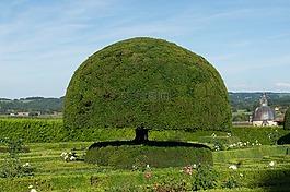 托皮,红豆杉,树