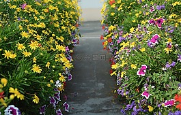 鲜花,阿利弗,dol de bretagne