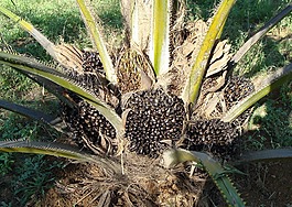 油棕,水果堆,树