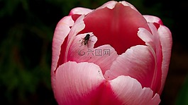 郁金香,绽放,粉色