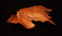 秋天,秋天的叶子,布朗