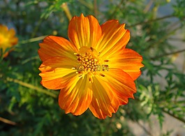 宇宙,双色,花