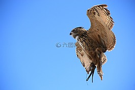 猫头鹰,雕鸮,鸟