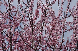 郁郁葱葱的树木,春天,桃
