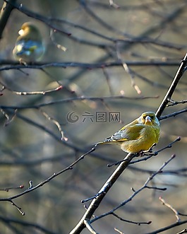 金翅雀,鸟,动物世界