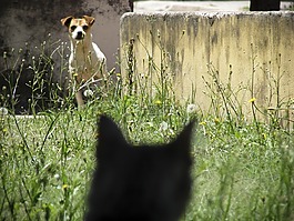 狗,猫,恐惧