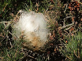 毛毛虫,巢,丝绸