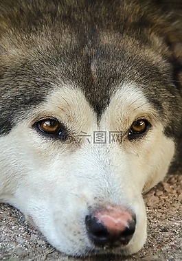 狗,赫斯基,西伯利亚