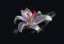 礼来公司,白莉莉,红雄蕊